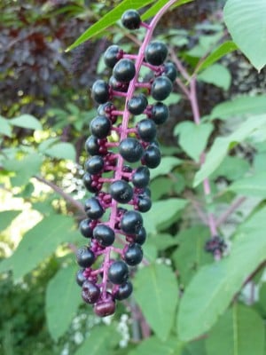 Ripe pokeberries from John Marshall's garden