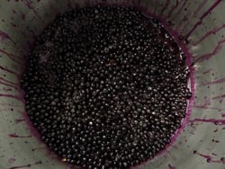 Berries ready for mashing