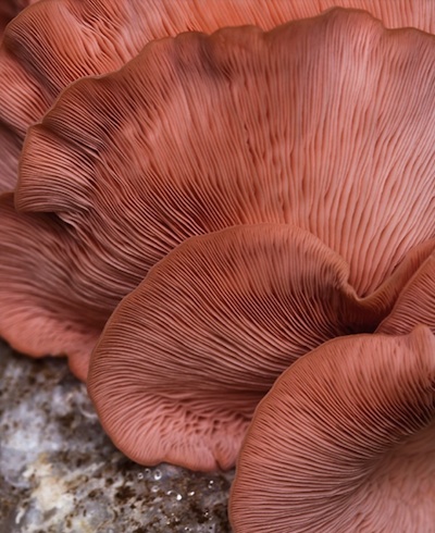 Pink Oyster Mushrooms, Green Fuse Photography