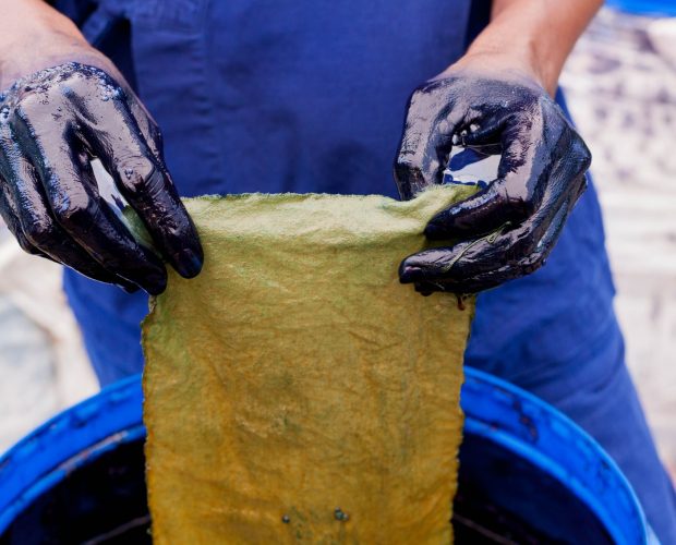 Hands, stained blue with indigo, removing wet fabric from an indigo vat. The fabric is a golden color