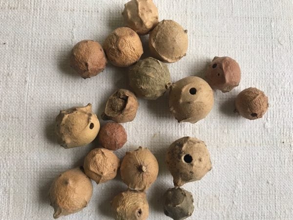 Whole and Ground Oak Galls