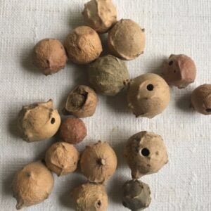 Whole and Ground Oak Galls