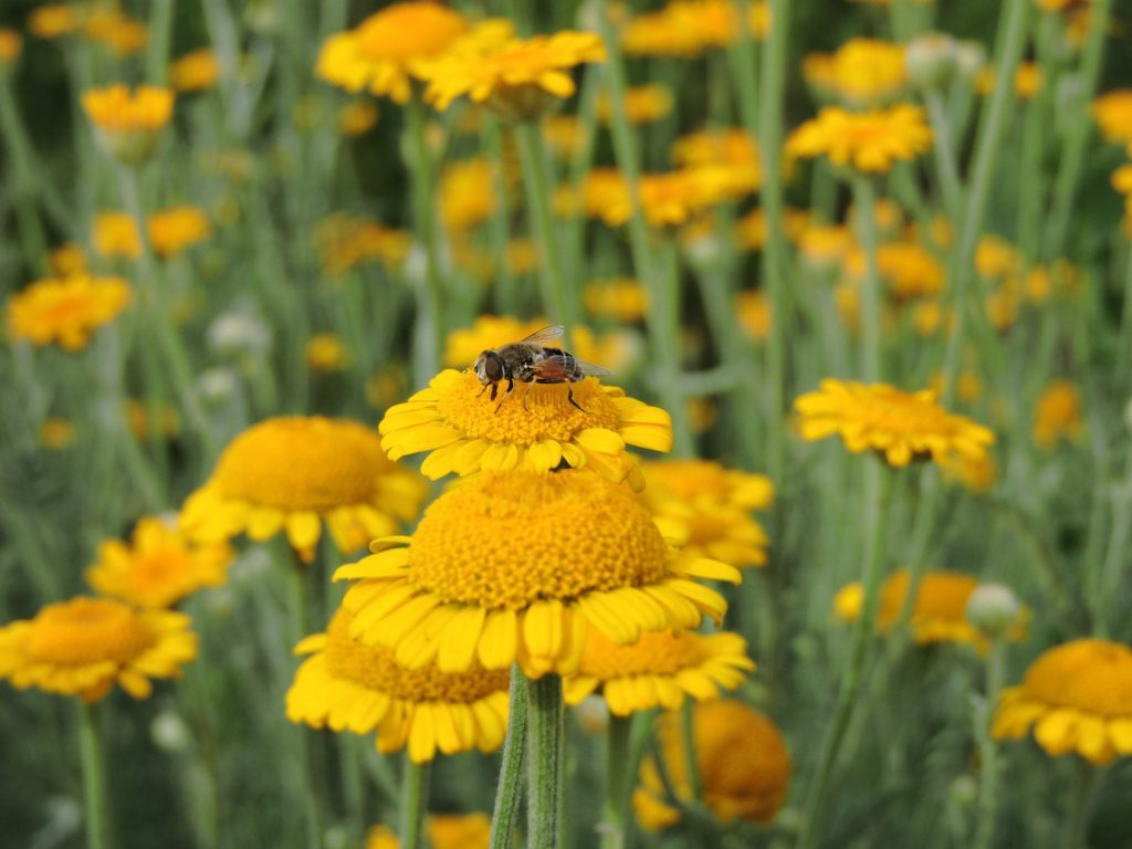 Dyer's Chamomile Seeds