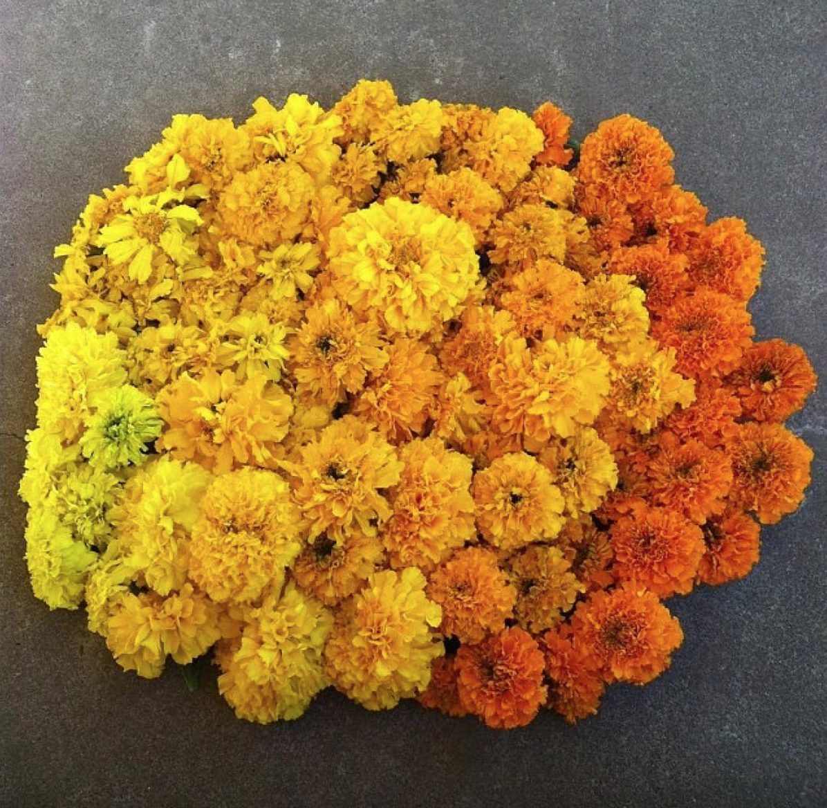 Marigold Seeds