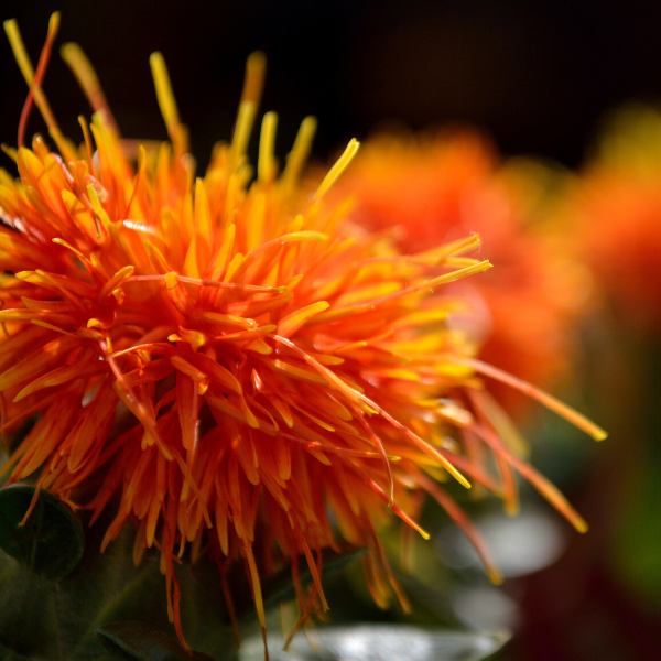 150 Orange Safflower Carthamus Seeds