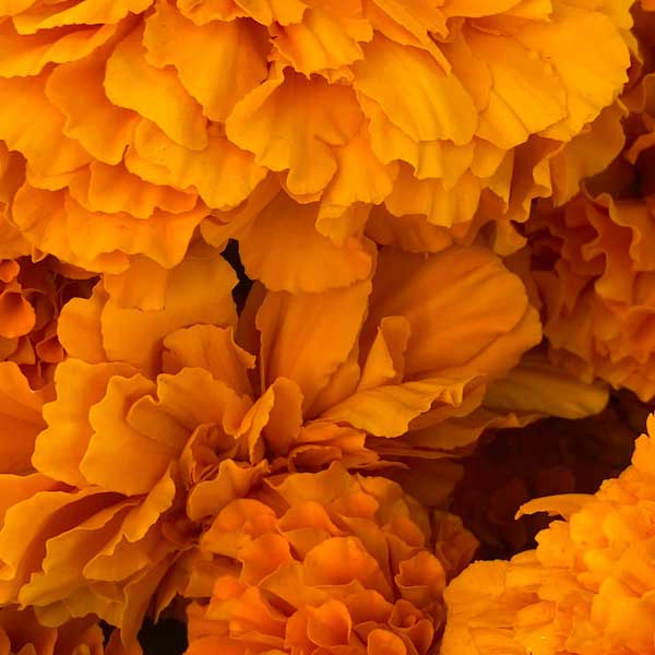 close up of marigold flowers