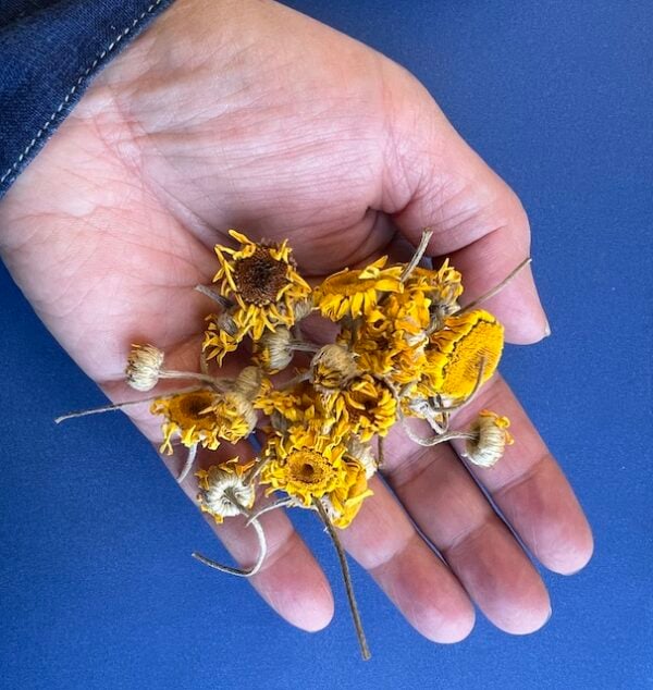 Dyer's Chamomile Dried Flowers - Image 3