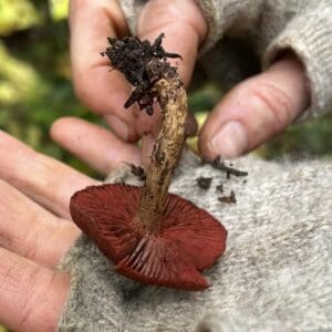 Forest to Fiber: Foraging and Dyeing with Mushrooms - Botanical Colors