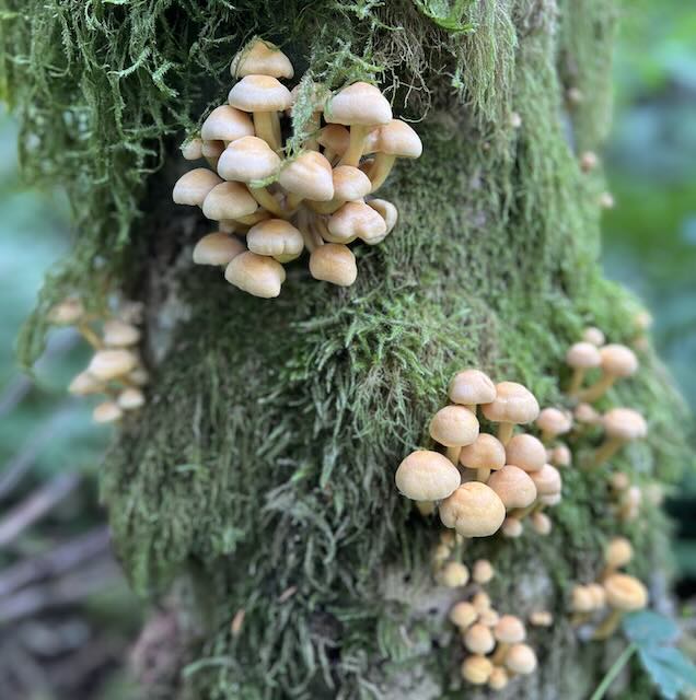 dye mushroom clusters sulfur tuft on a mossy tree