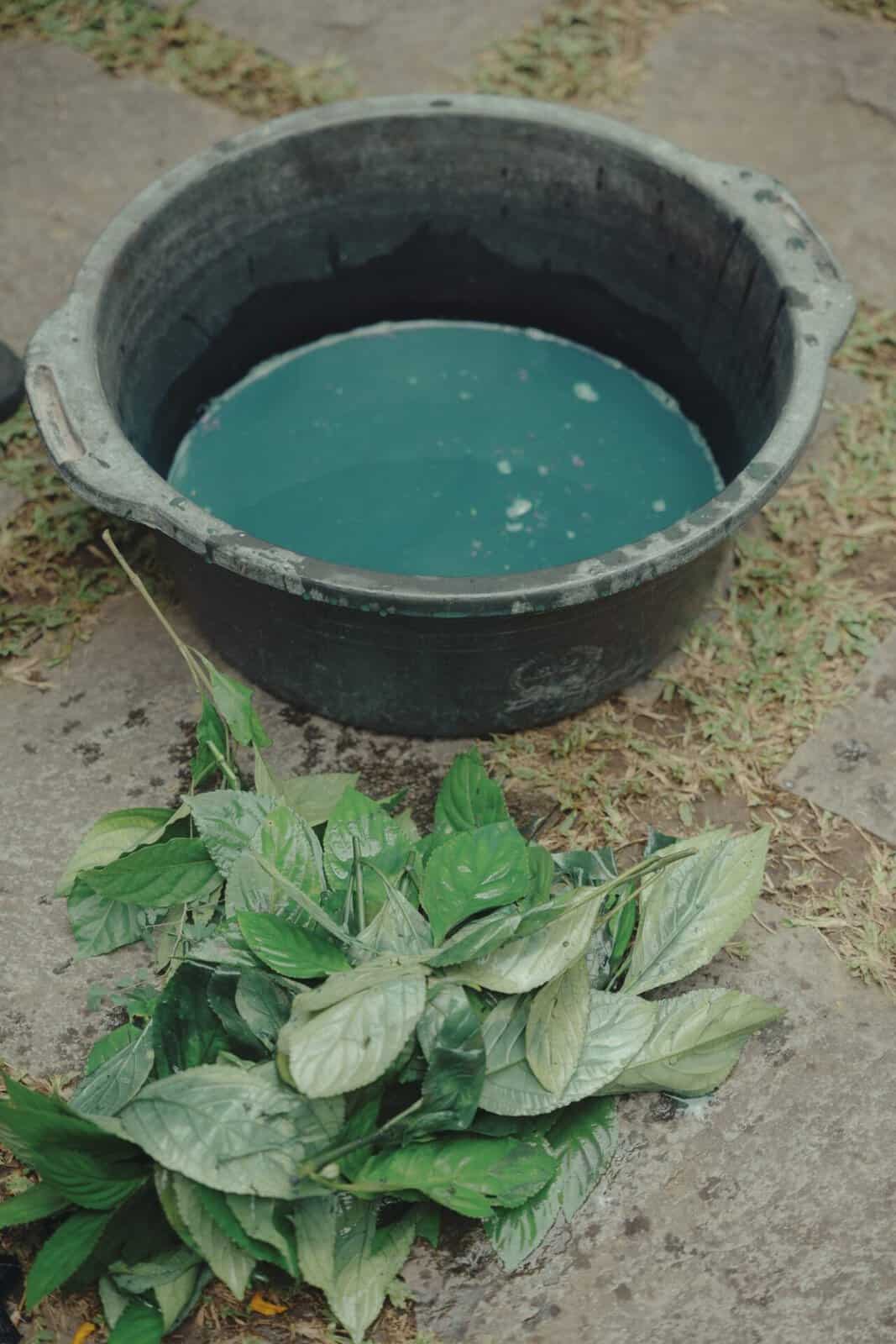 Fresh indigo leaves beside a vat of blue liquid