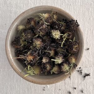 Black Knight Scabiosa Flowers